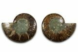 Cut & Polished, Agatized Ammonite Fossil - Madagascar #346149-1